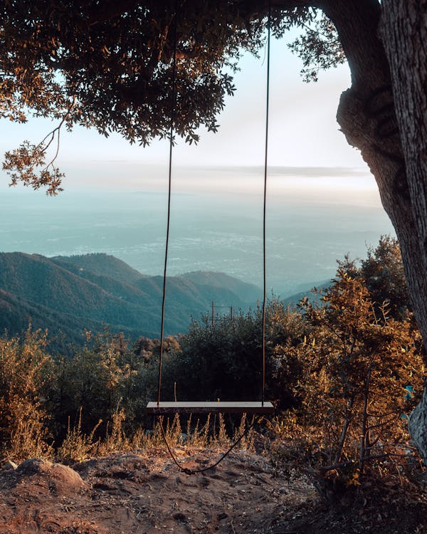 Foto d'estoc gratuïta de a l'aire lliure, balancejar, branca d'arbre