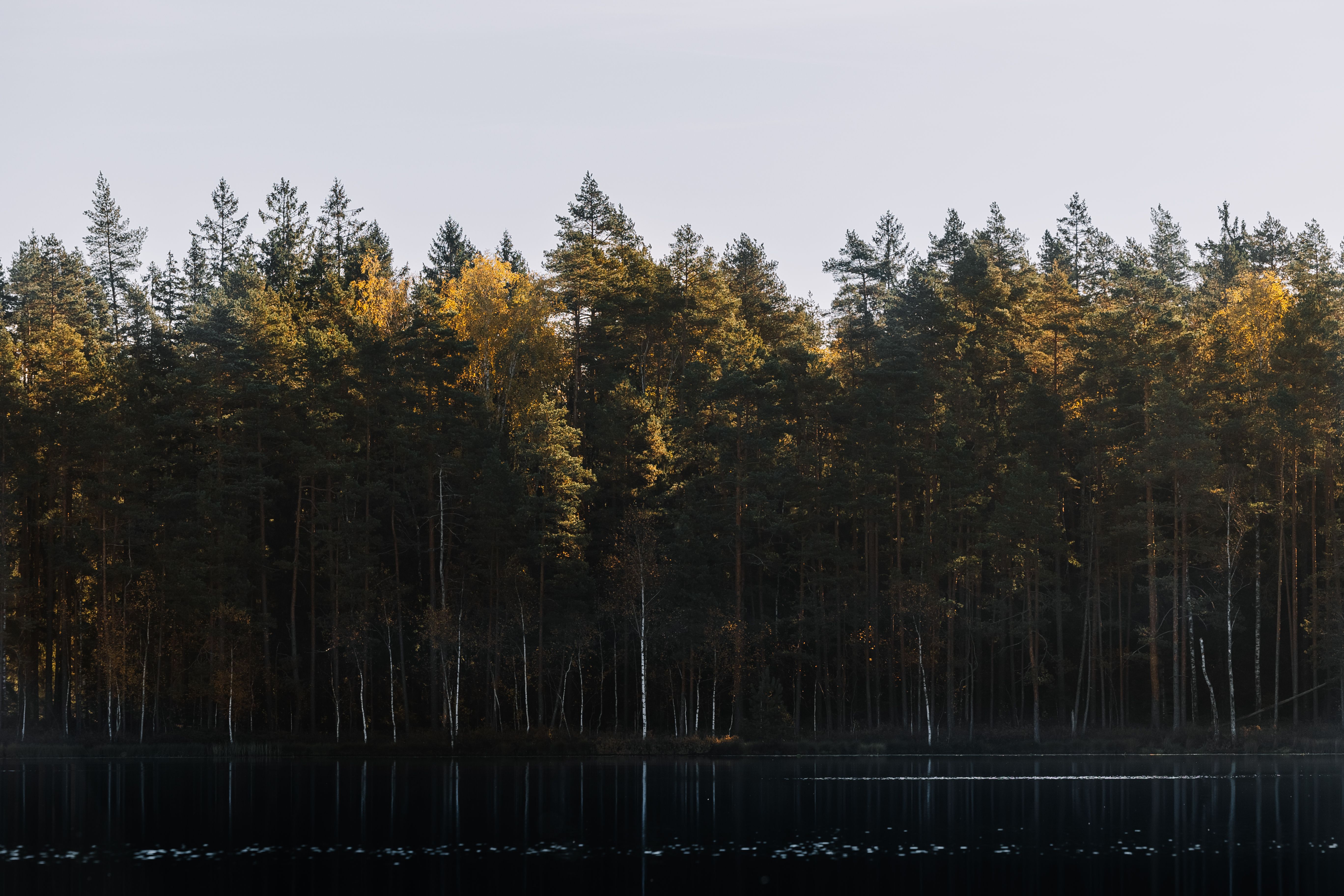 Serene Swedish Forest View with Reflective Lake · Free Stock Photo