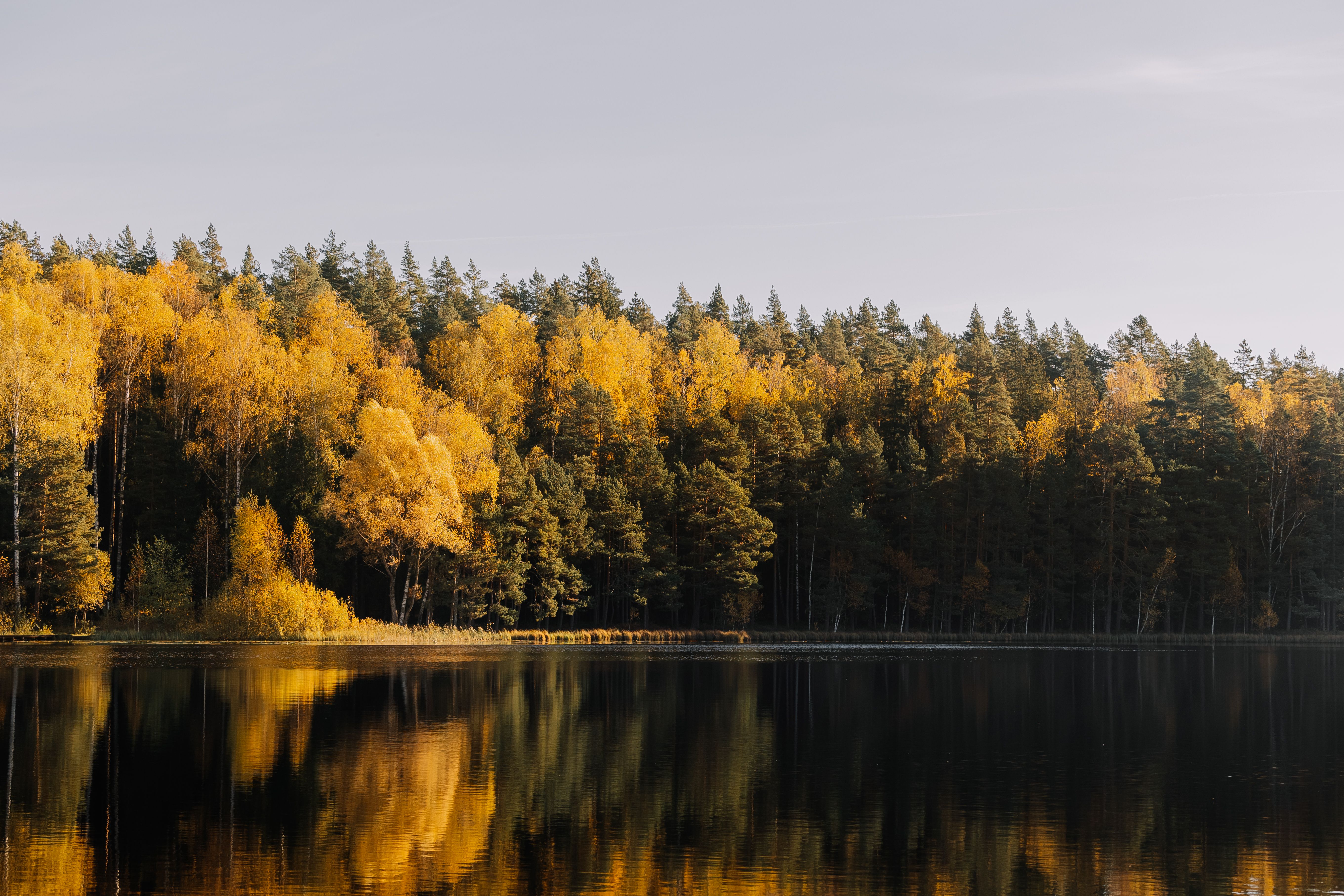 Serene Autumn Forest Reflecting on Lake · Free Stock Photo