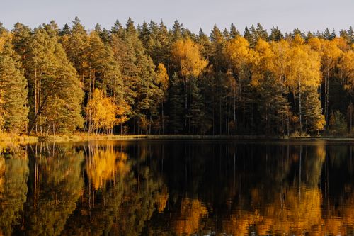 Free Beautiful autumn forest with golden foliage reflected in a calm lake surface. Stock Photo