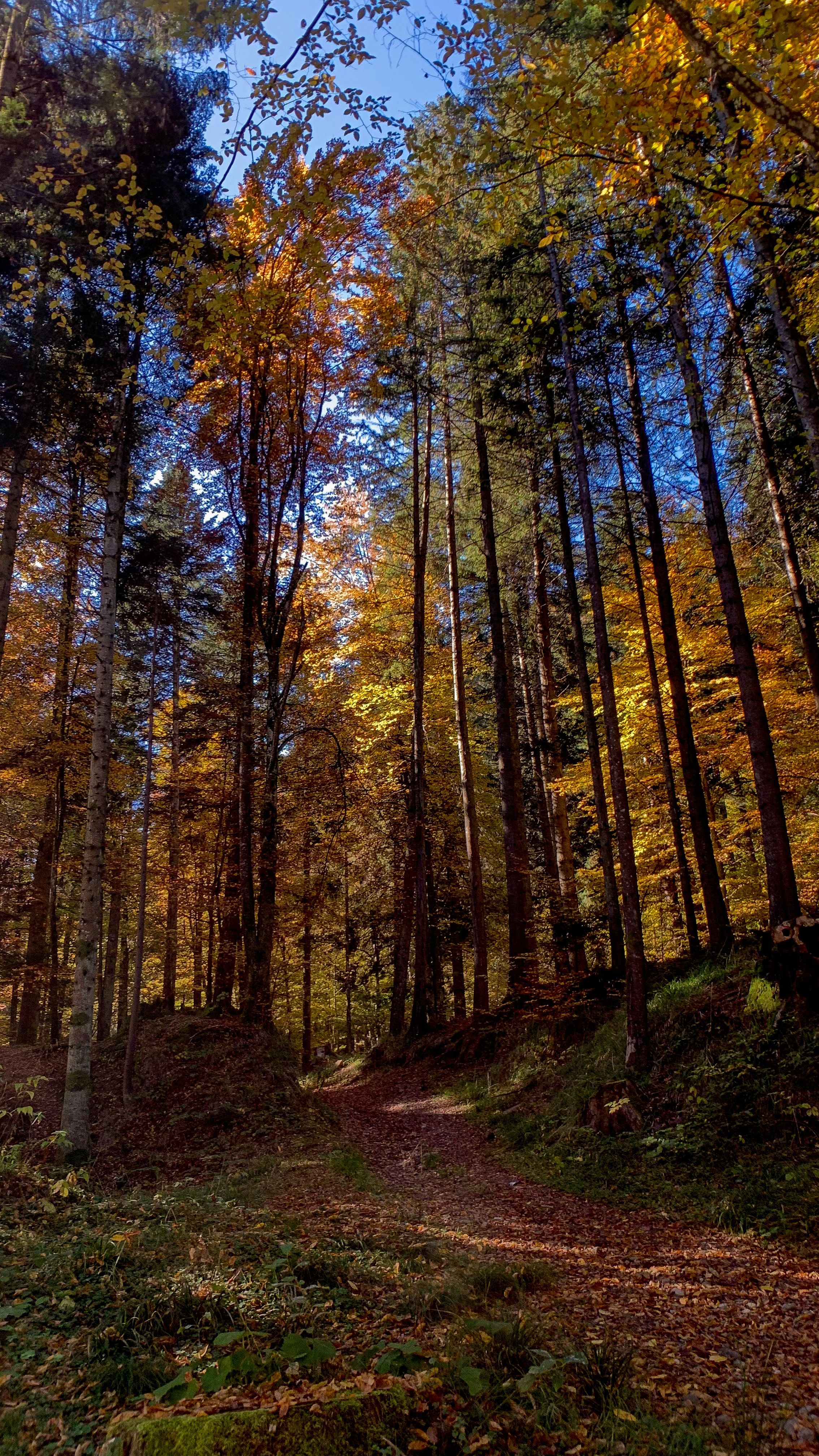Serene Autumn Pathway Through Vibrant Forest · Free Stock Photo