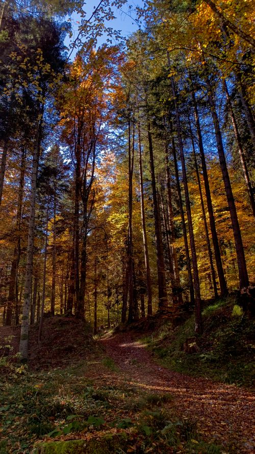 Free Tranquil forest path with vivid autumn colors and tall trees under a blue sky. Stock Photo