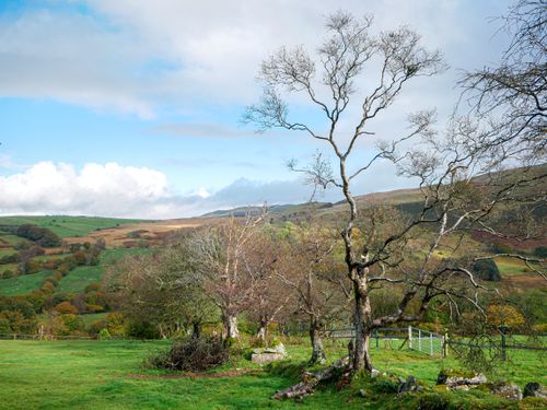 Free A picturesque autumn landscape featuring bare trees and rolling green hills under a blue sky. Stock Photo
