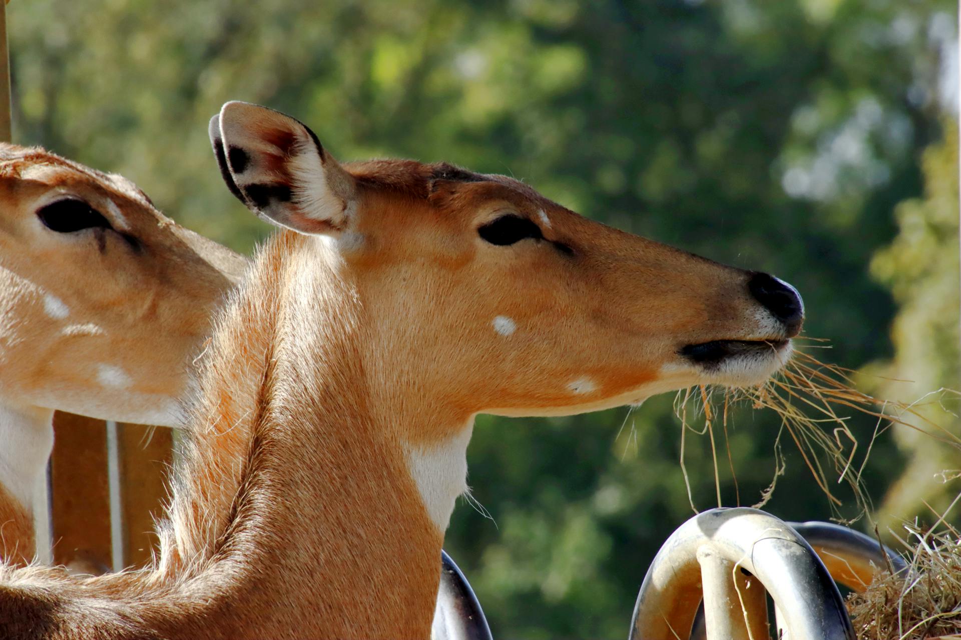 Close-Up of Blackbuck Antelopes Eating Hay