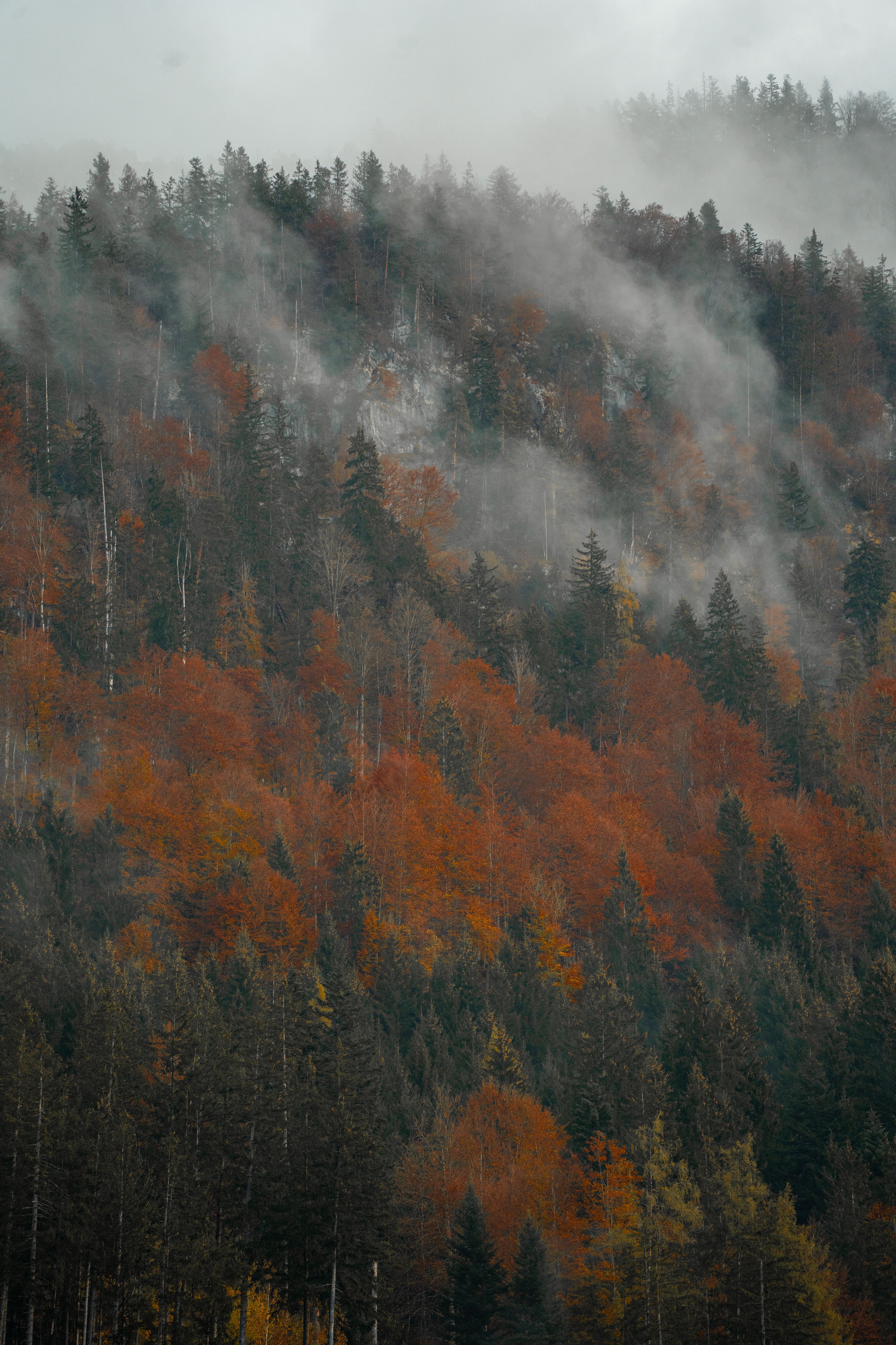 Misty Autumn Valley with River and Forest · Free Stock Photo