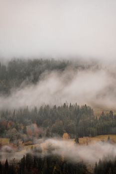 Serene misty forest scene with dense fog over trees in autumn.