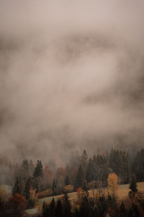 Free A scenic view of a foggy forest in autumn with colorful trees peeking through the mist. Stock Photo