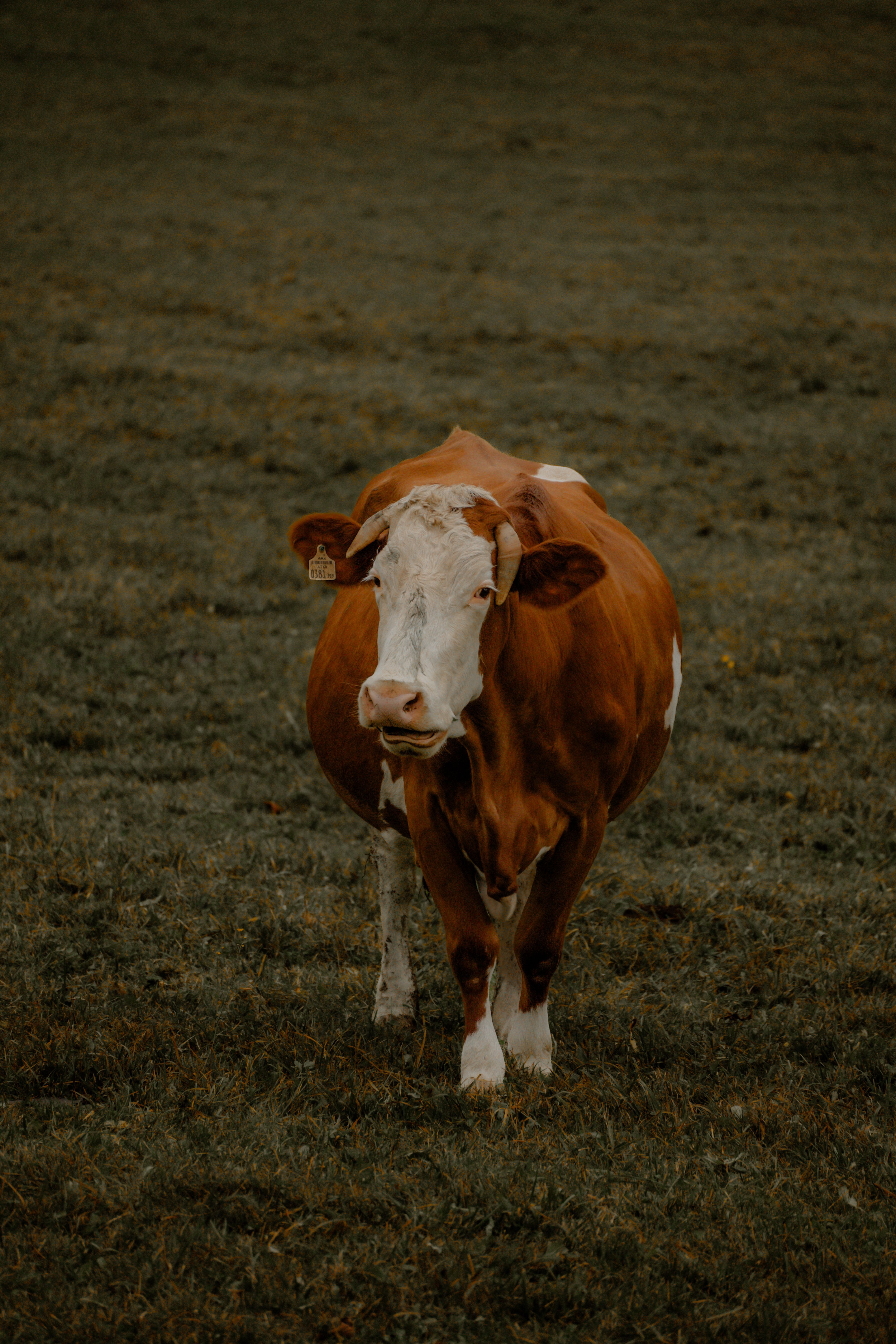 Majestic Brown Cow Standing in a Lush Field · Free Stock Photo