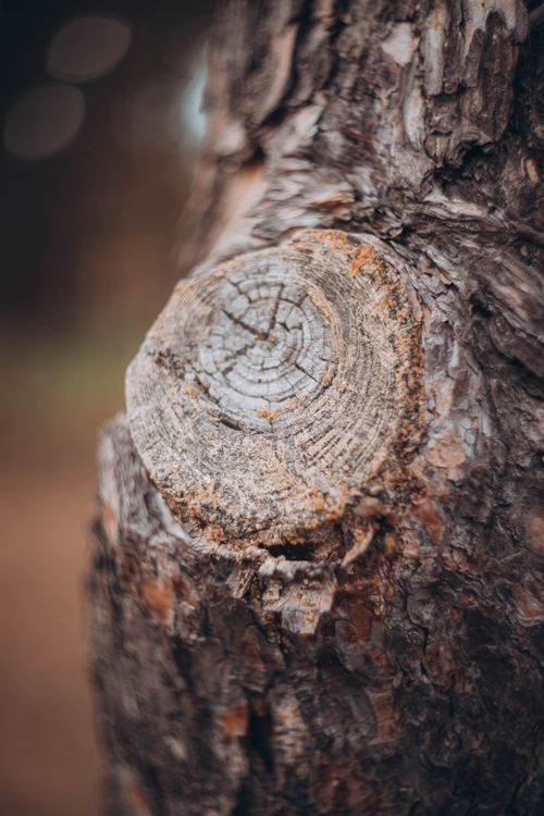 Free Detailed close-up of textured tree bark, showing growth rings and natural patterns in Житомир, Ukraine. Stock Photo