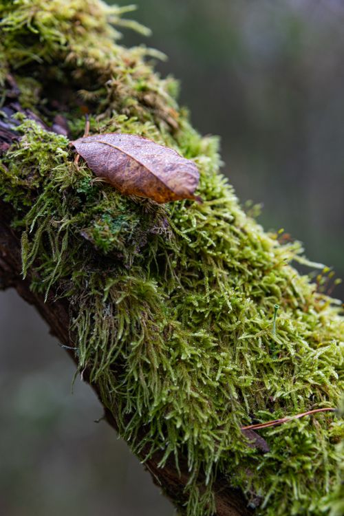 Free Detailed macro of moss on branch with a fallen leaf in a natural setting. Stock Photo