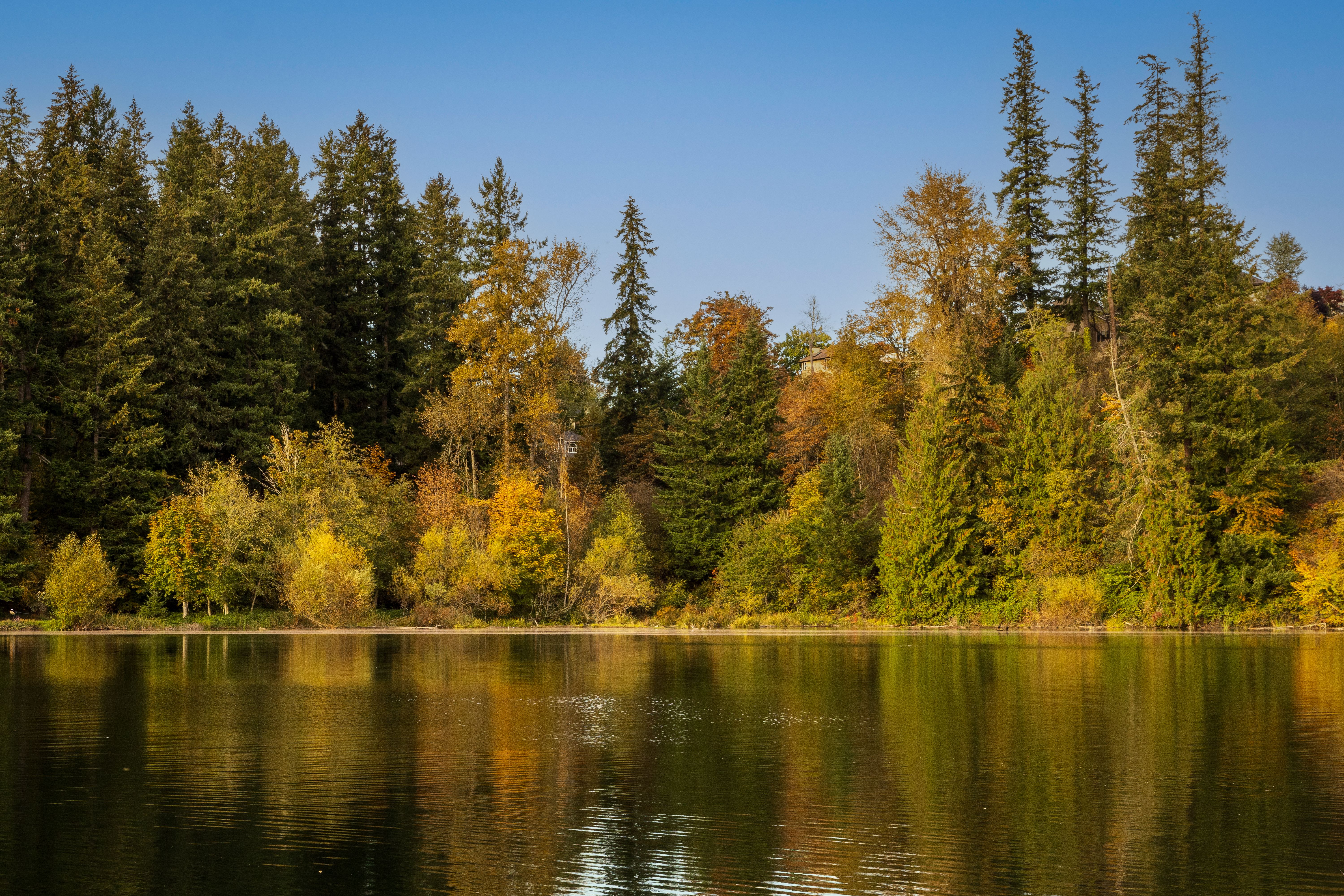 Beautiful autumn foliage reflections in a serene lake at Maple Valley, Washington.