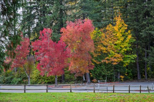 Colorful autumn trees in a park setting in Maple Valley, showcasing vibrant reds, yellows, and greens.