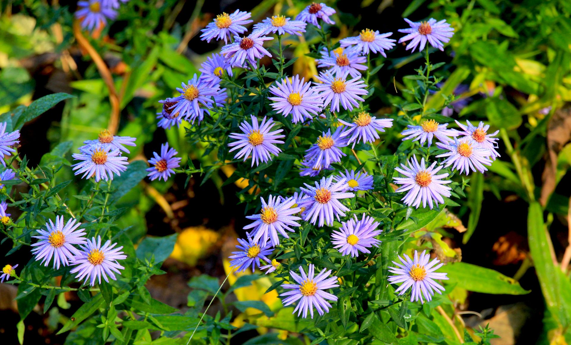 A vibrant cluster of violet aster flowers in the garden, capturing the essence of late summer blooms.