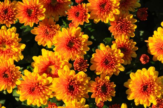 Bright yellow and orange chrysanthemums in full bloom, showcasing vivid colors and intricate petal details.