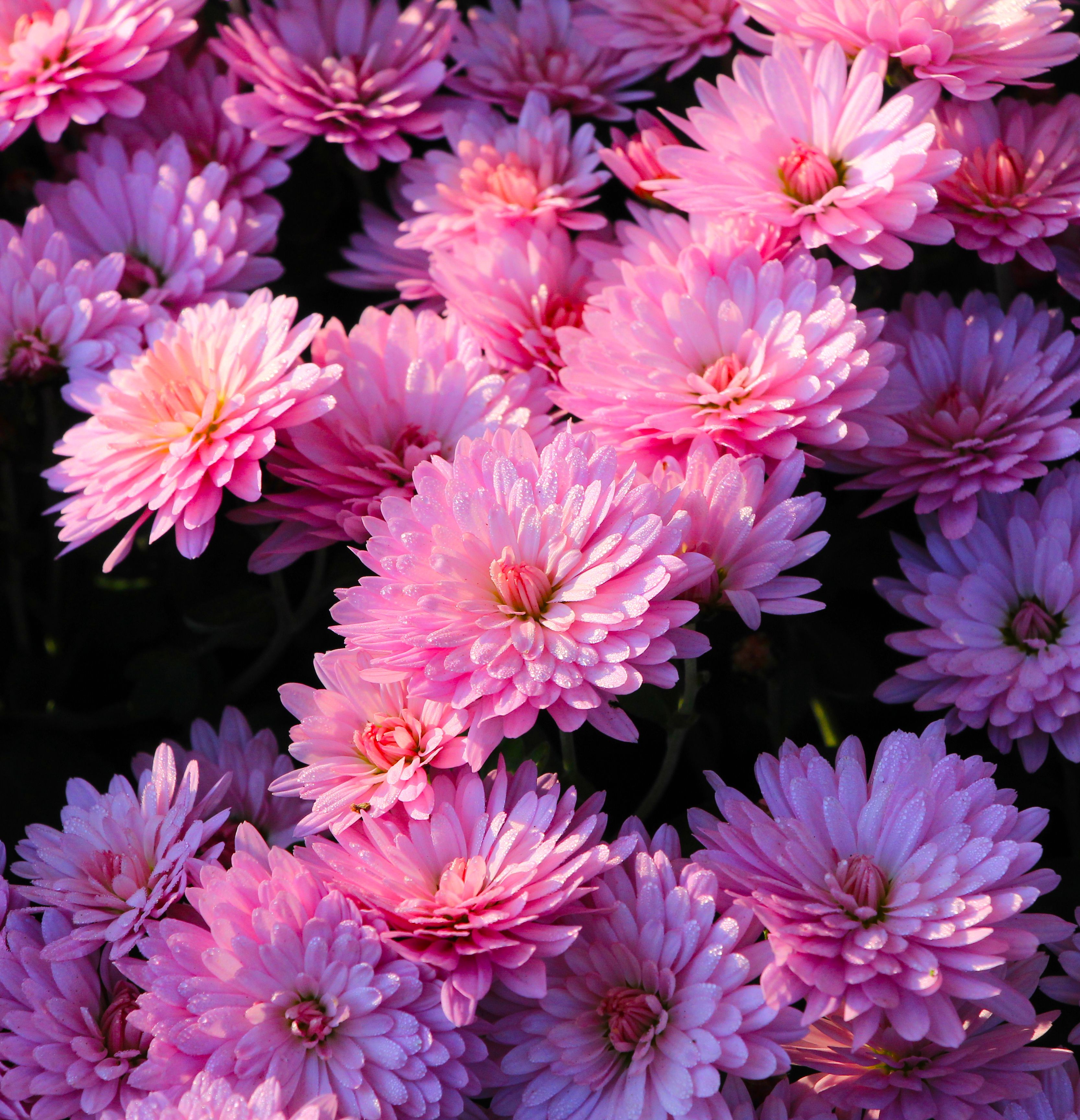 Close-up of vibrant pink chrysanthemums with morning dew, capturing natural beauty.