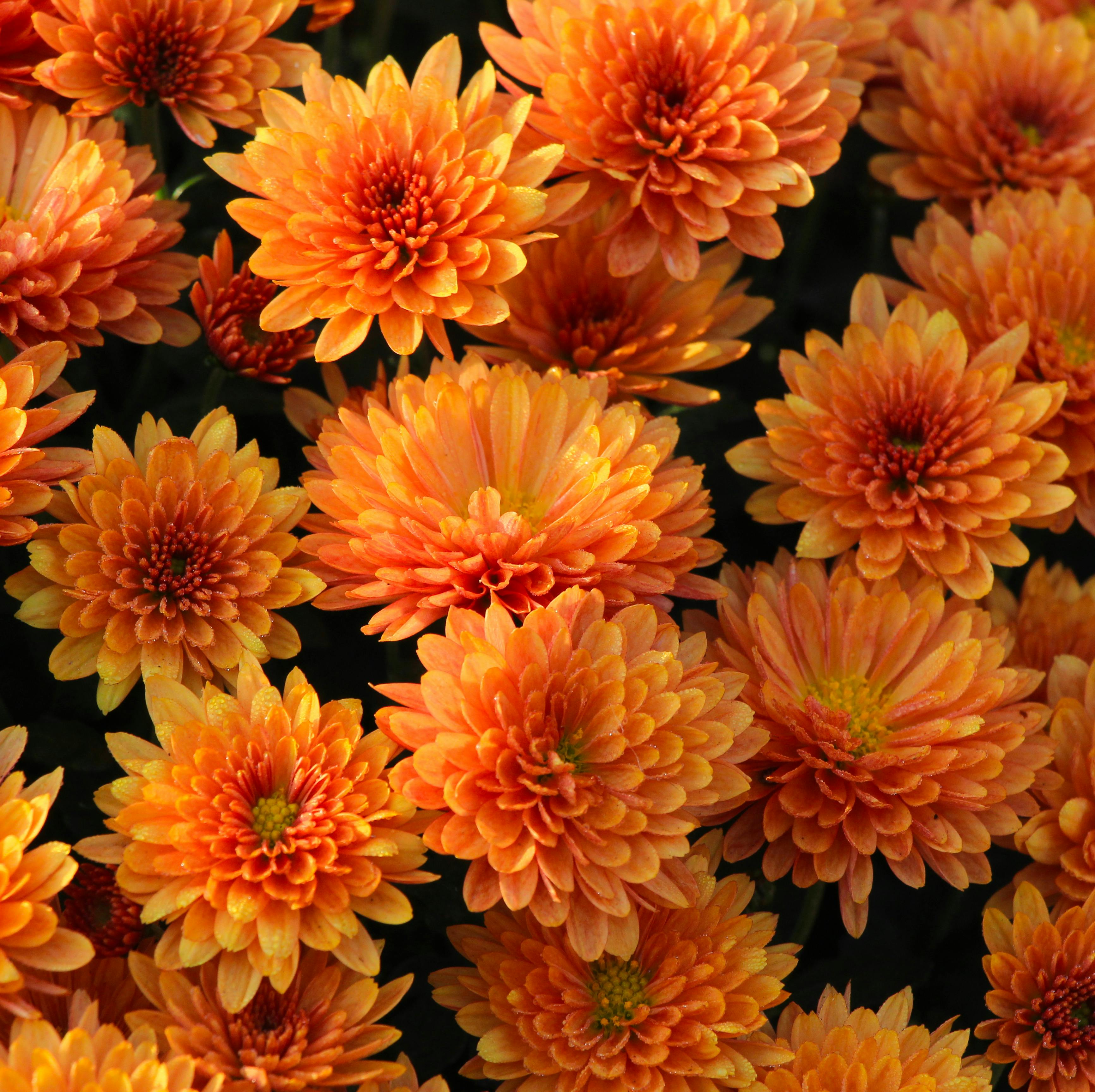 Zadarmo Fotobanka s bezplatnými fotkami na tému botanická záhrada, botanický, chrysanthemum morifolium Fotka z fotobanky