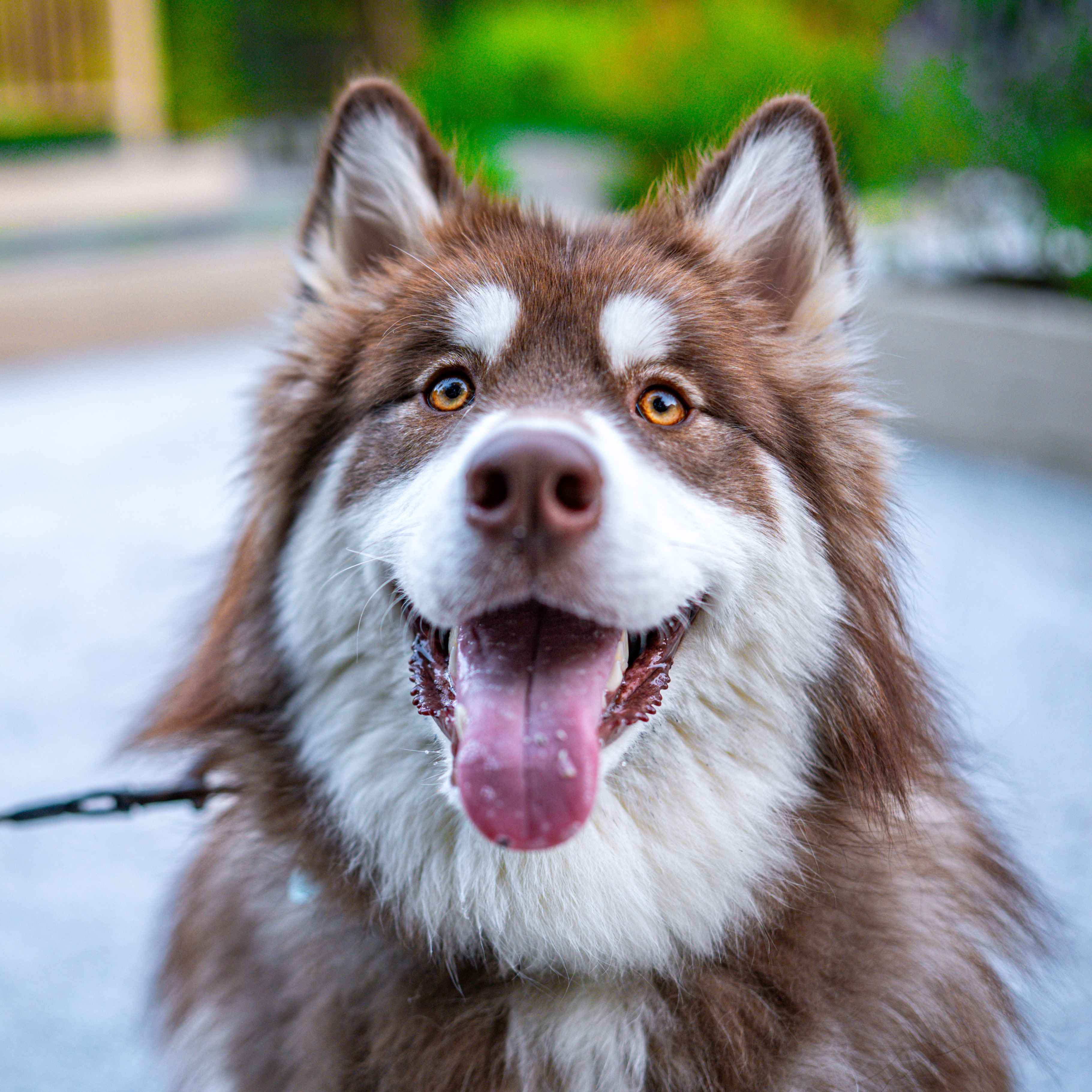 Smiling brown Siberian Husky with its tongue out