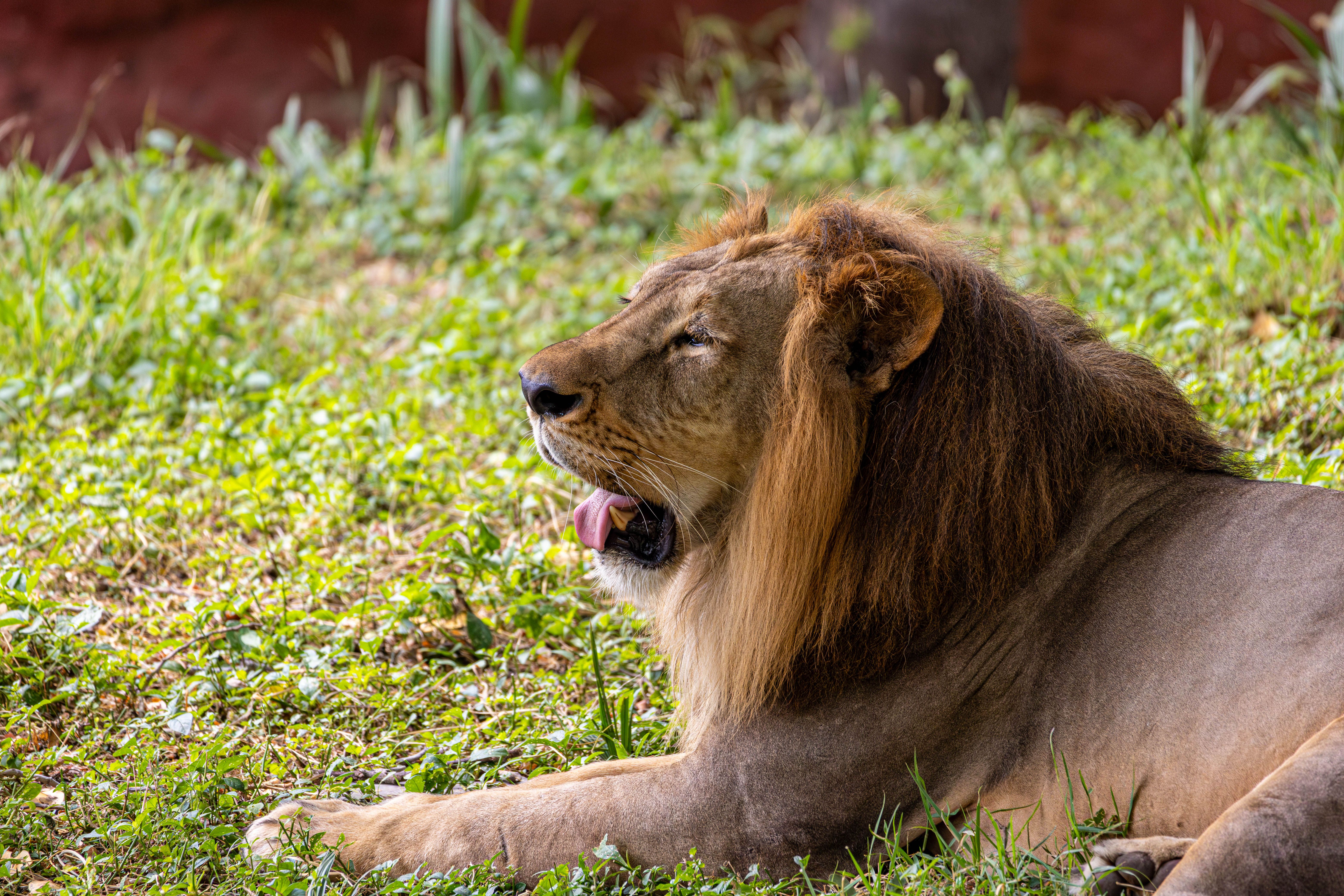 Photos gratuites de afrique, animal, animal sauvage
