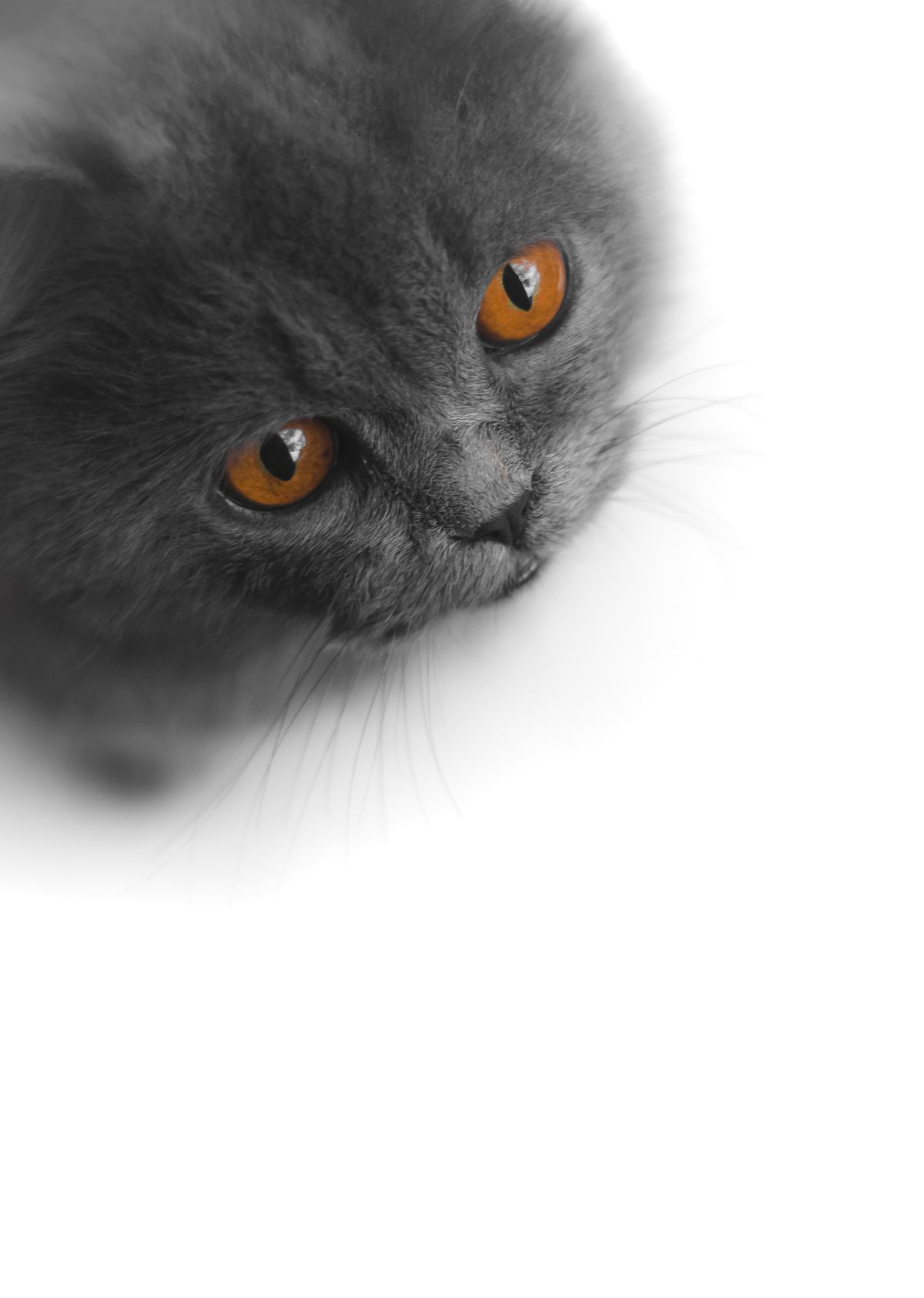 Chartreux Kedisi 2026: Özellikleri, Bakımı, Sağlığı ve Fiyatı