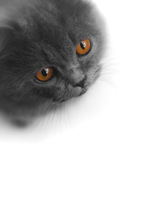 Chartreux Kedisi 2026: Özellikleri, Bakımı, Sağlığı ve Fiyatı