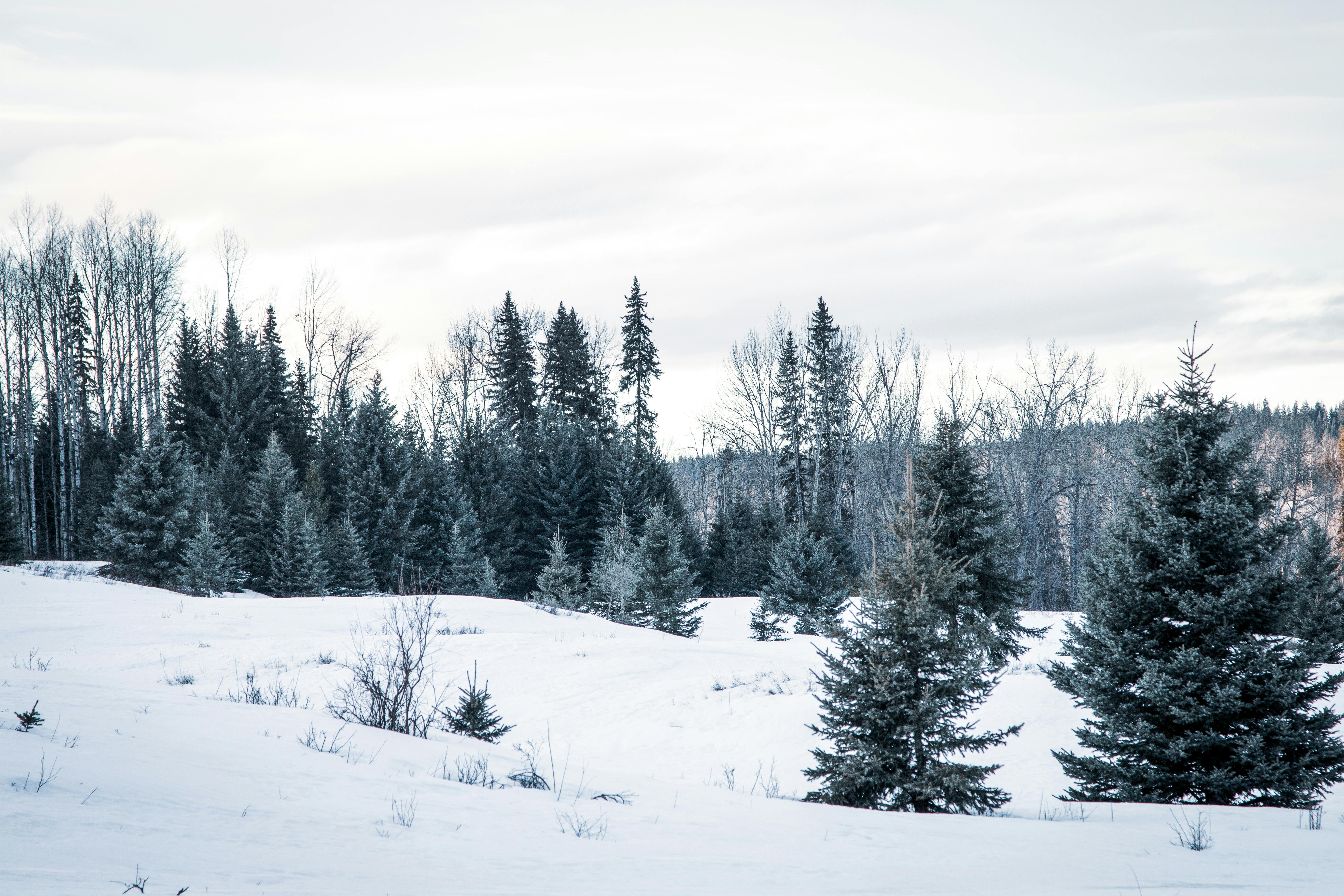 A serene winter scene of a snowy pine forest, showcasing Canada's natural beauty.