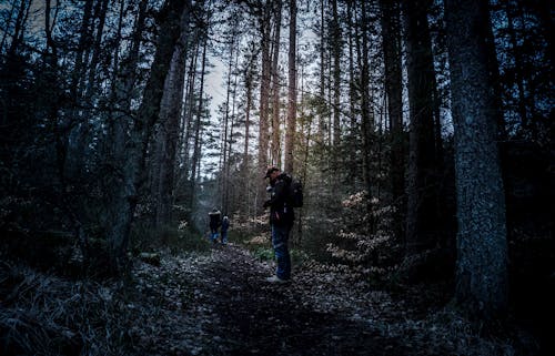 Free Men Standing Beside Tall Trees Stock Photo