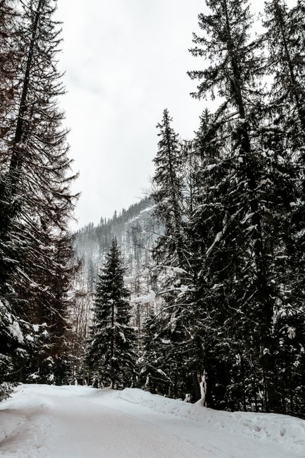 Serene winter scene of a snow-covered path through a forest in Zakopane, Poland.