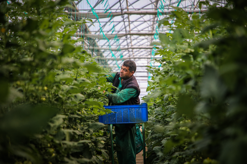 Free A man picking tomatoes inside a greenhouse in Diyadin, Türkiye. Stock Photo