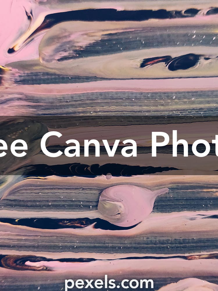 500-amazing-canva-photos-pexels-free-stock-photos