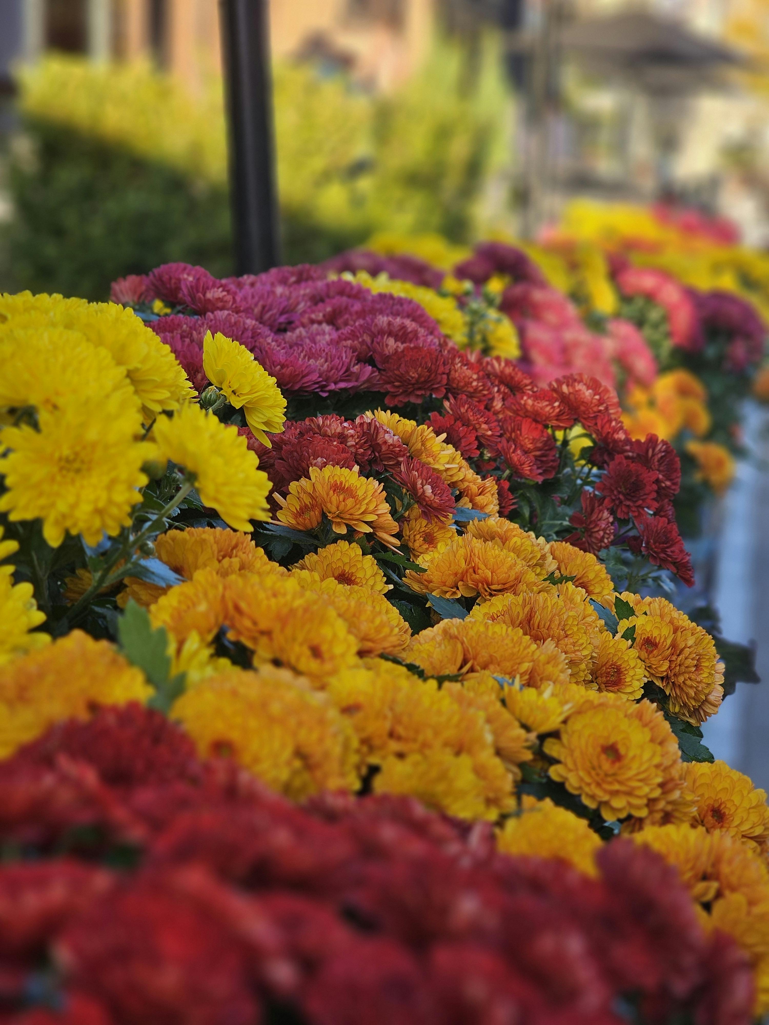 [ColoSach]-colorful-chrysanthemum-flowers-in-full-bloom-creating-a-vibrant-autumn-display.