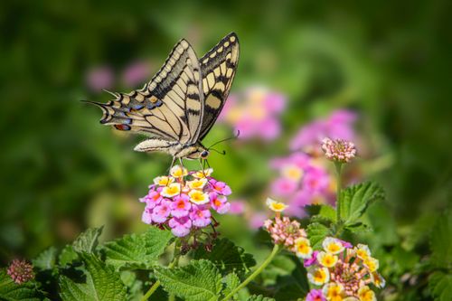 Free Close-up of an Old World Swallowtail butterfly enjoying vibrant flowers in a summer meadow. Stock Photo