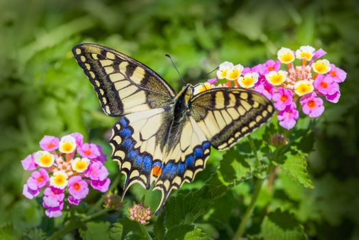 A striking Old World Swallowtail butterfly rests on bright flowers, showcasing nature's beauty.