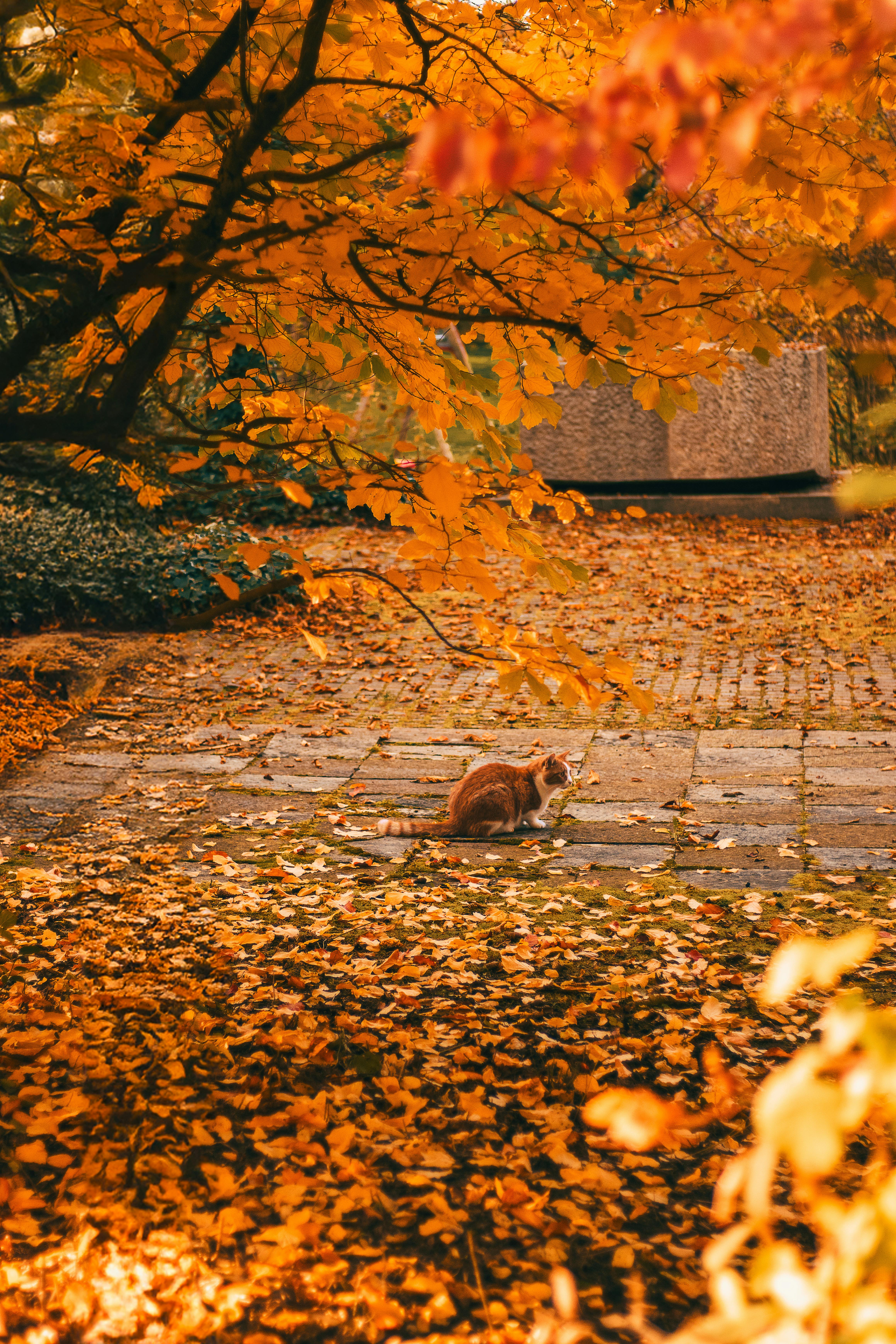 A cat sits on a leaf-covered path surrounded by vibrant autumn foliage.