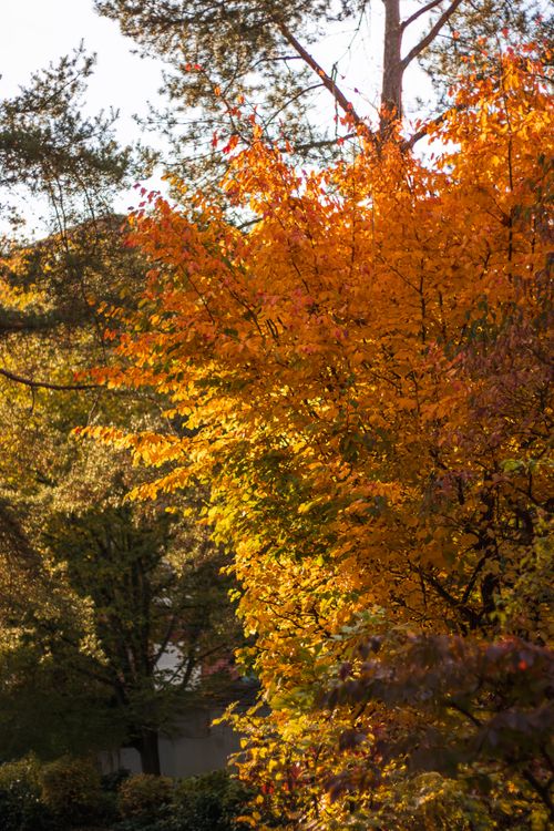 Free Bright orange and yellow autumn leaves illuminated by sunlight in a peaceful forest setting. Stock Photo