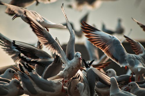 Flock of White Birds