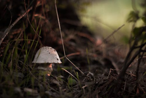 大自然, 森林, 森林蘑菇 的 免費圖庫相片