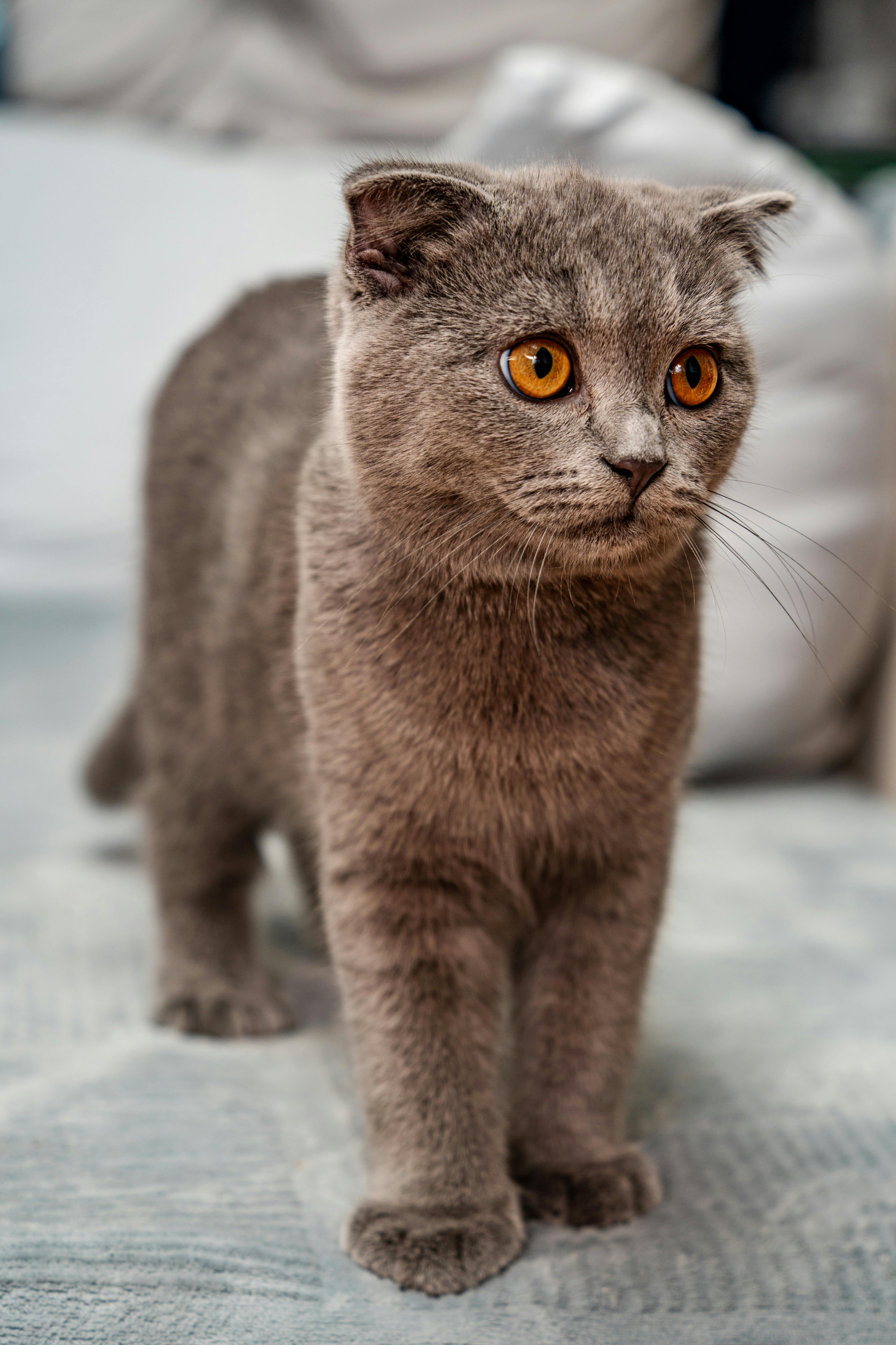 Adorable British Shorthair cat with plush fur and striking yellow eyes, indoors.