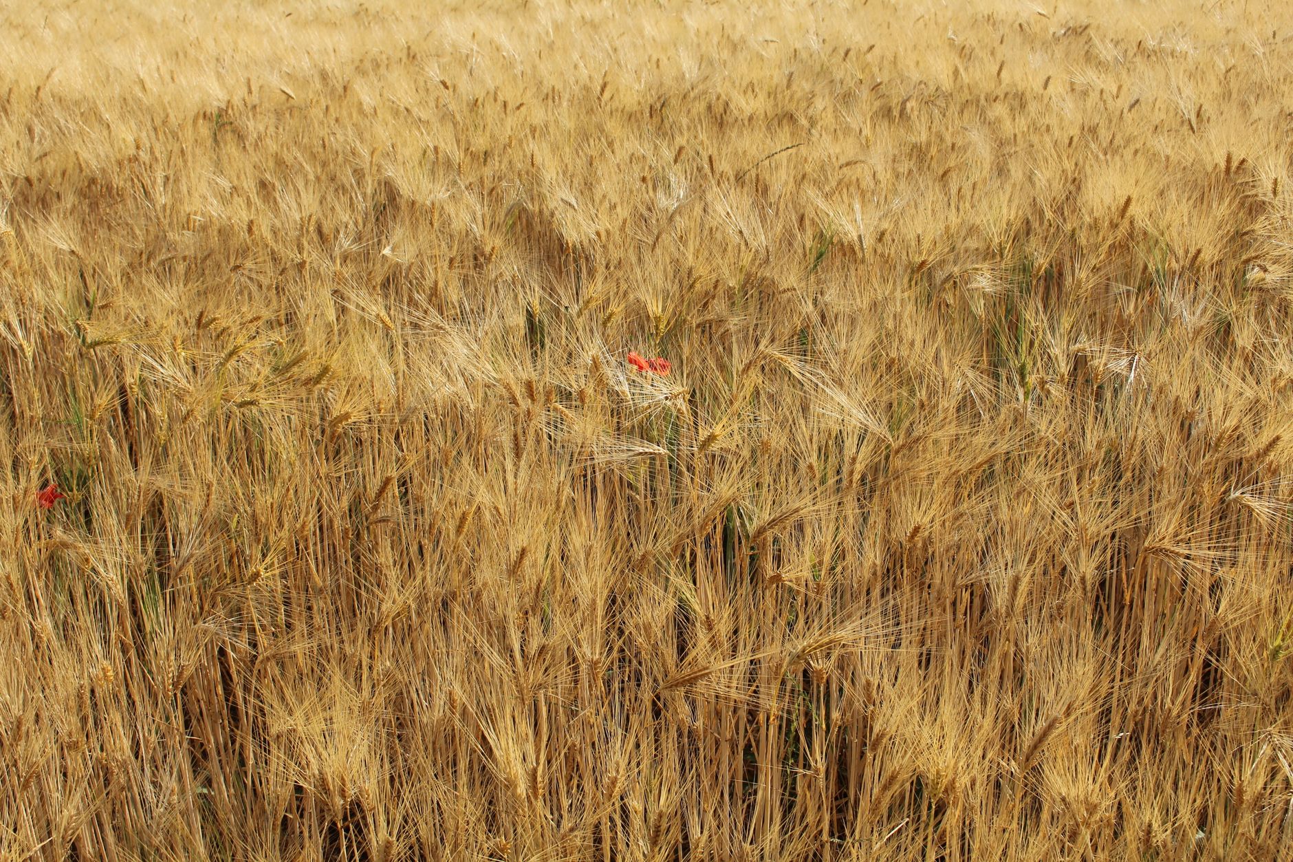 Golden Wheat Field in Umbria, Italy