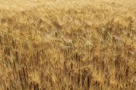 Expansive golden wheat field in Amelia, Umbria, showcasing summer's abundance.