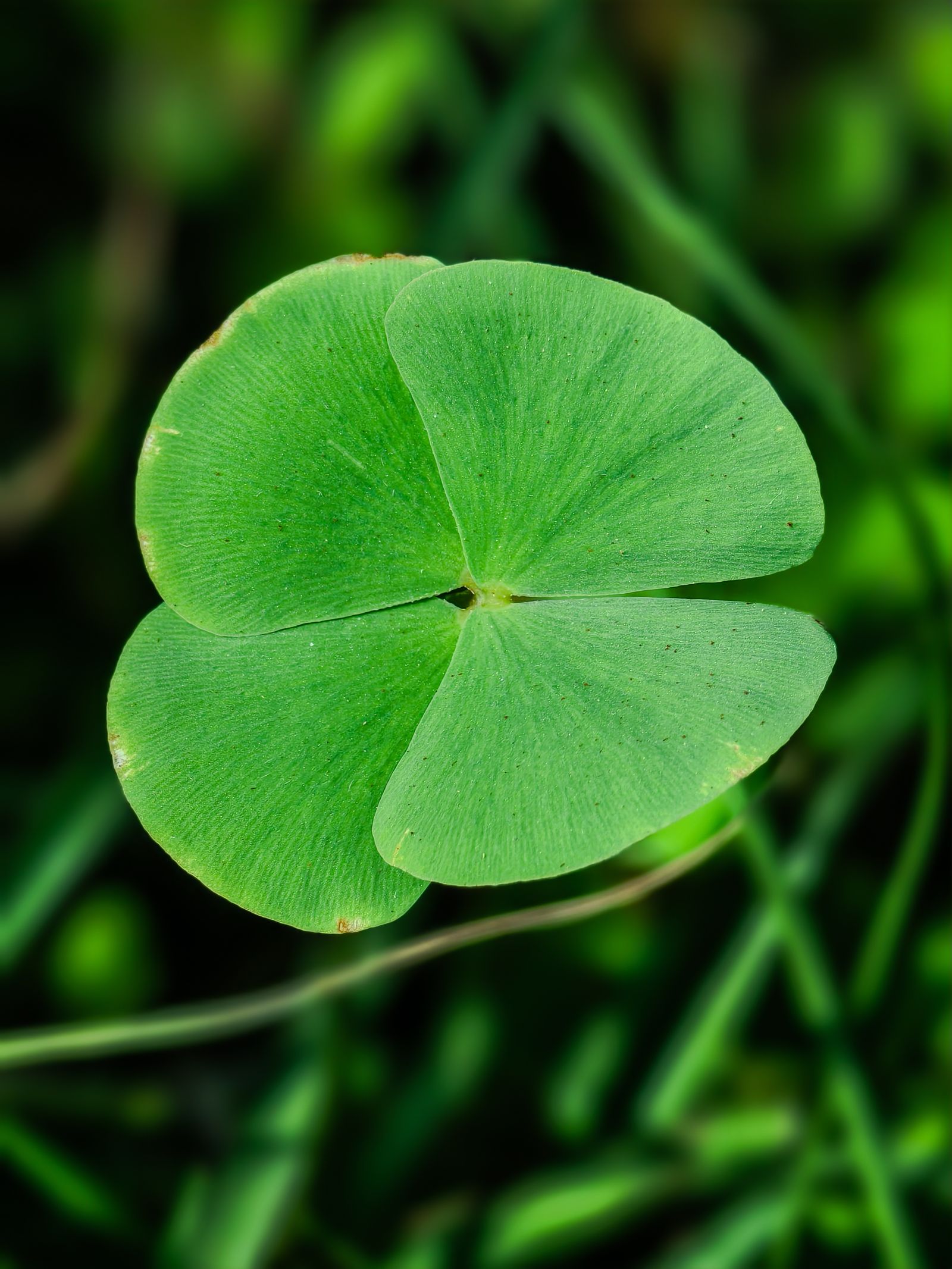 Shallow Focus Photography Of Four Leaf Clover Free Stock Photo Shallow Focus Photography Of Four Leaf Clover Free Stock Photo