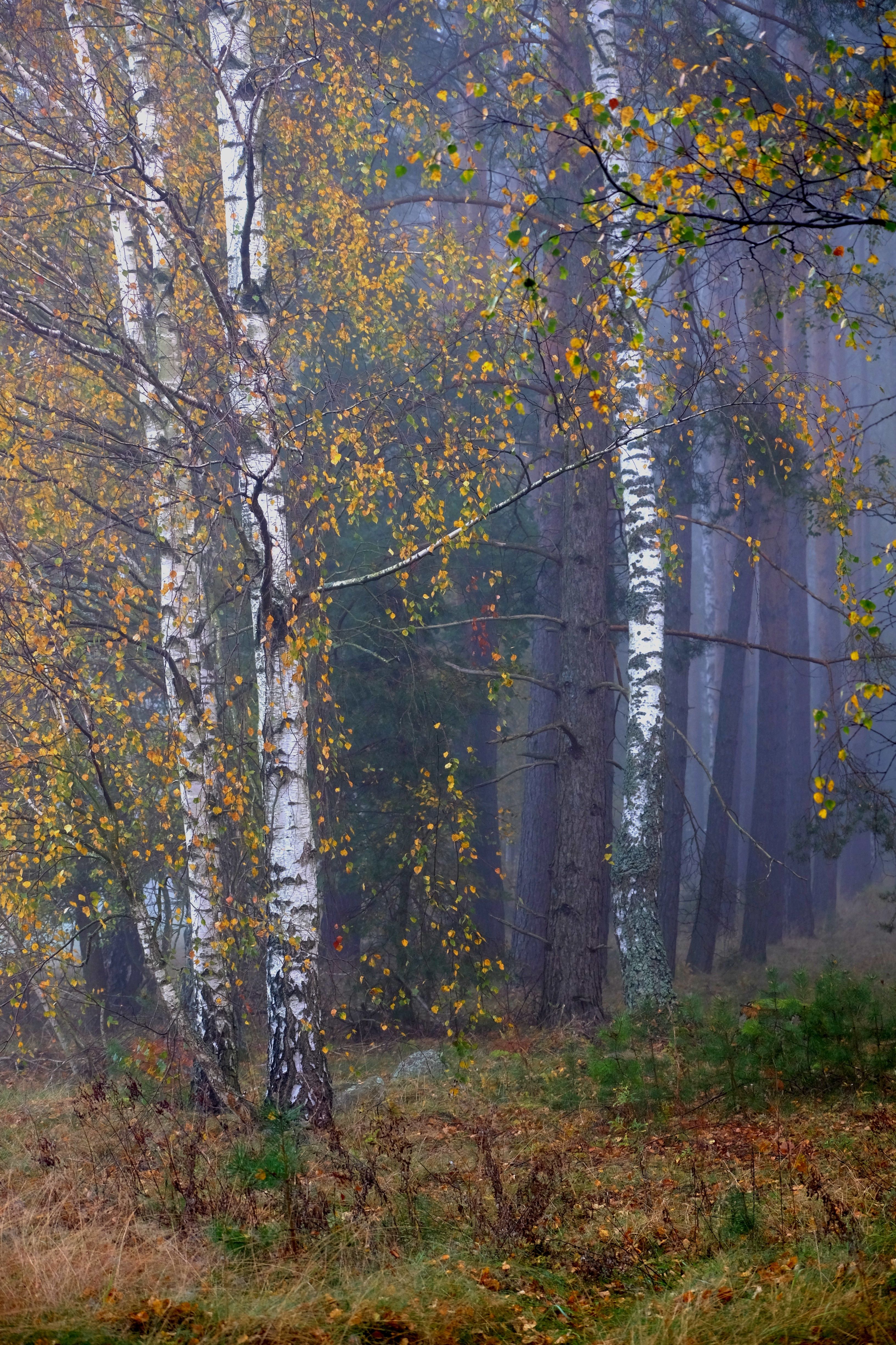 Misty Autumn Birch Forest Scene · Free Stock Photo