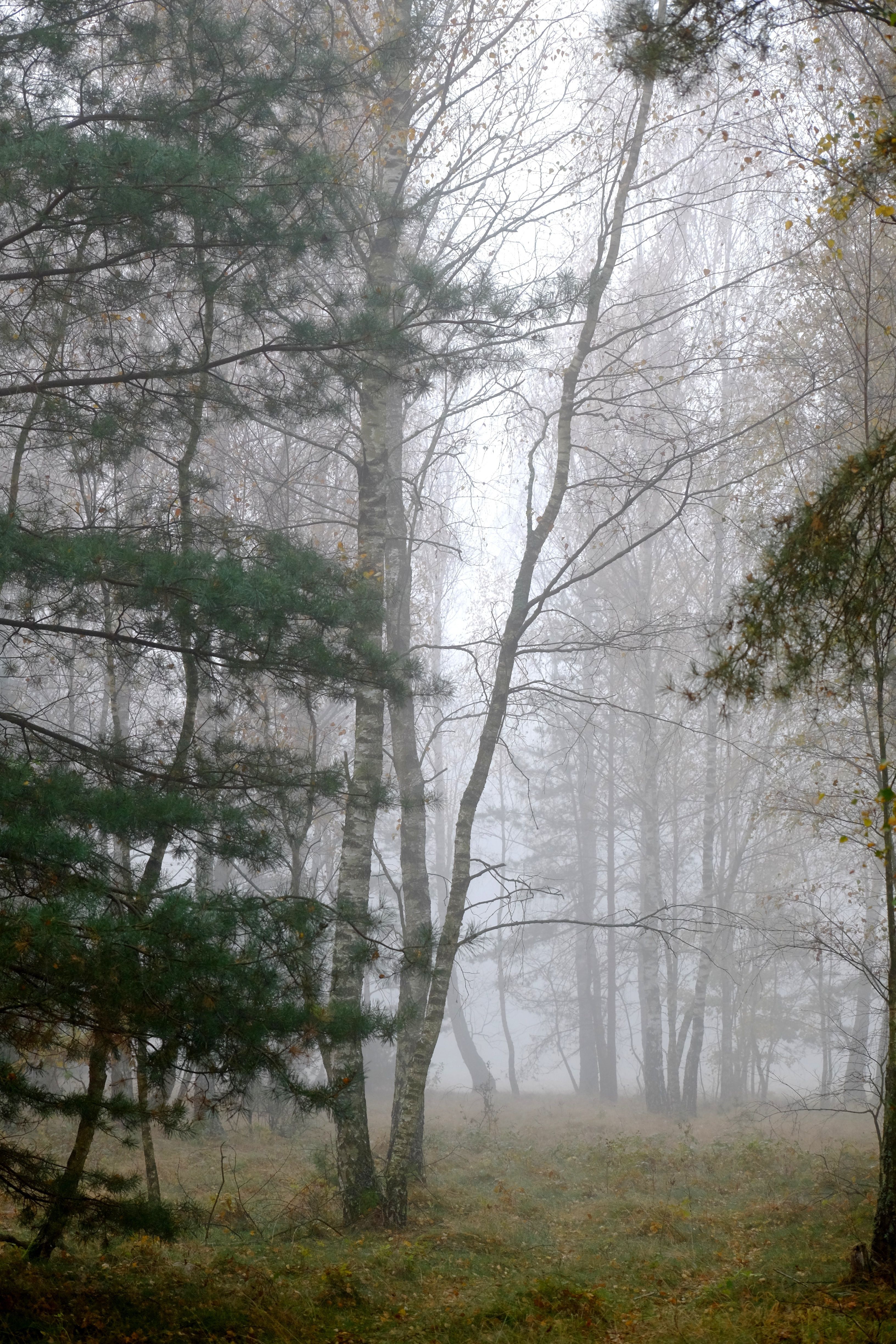 Misty Forest Scene with Tall Trees in Fog · Free Stock Photo