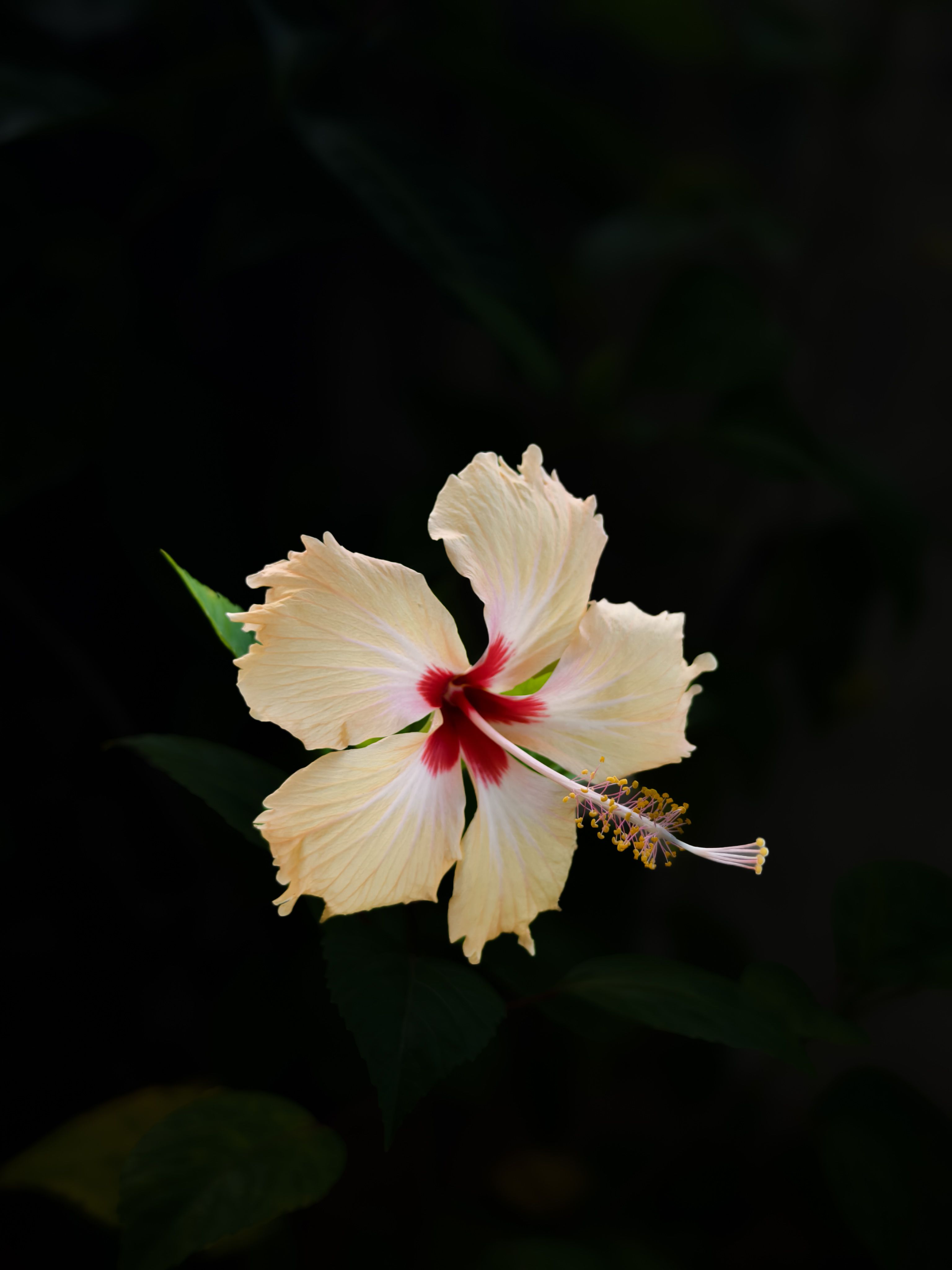 Detailed image of a cream hibiscus flower with red center on a dark background.