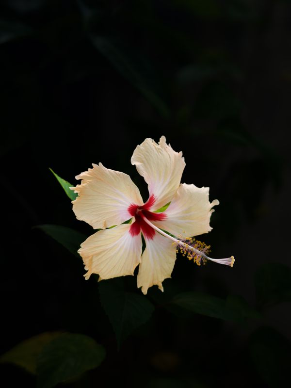 Hibiscus blooms against deep blue — photo by Garuda on Pexels