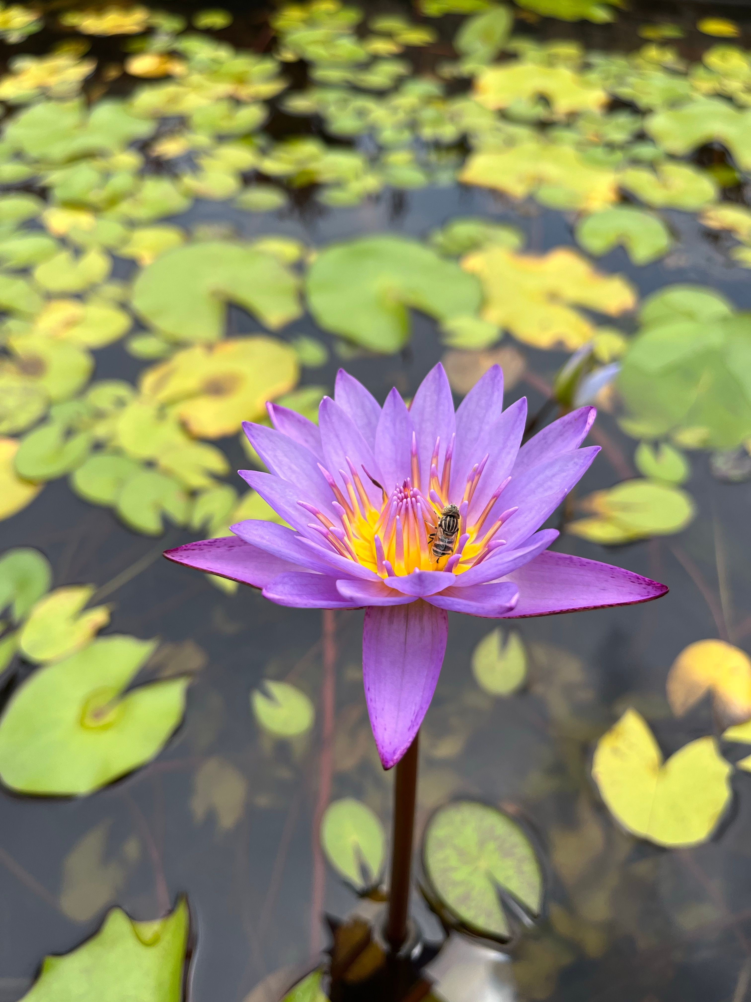 Vibrant Purple Water Lily with Bee in Nagercoil · Free Stock Photo