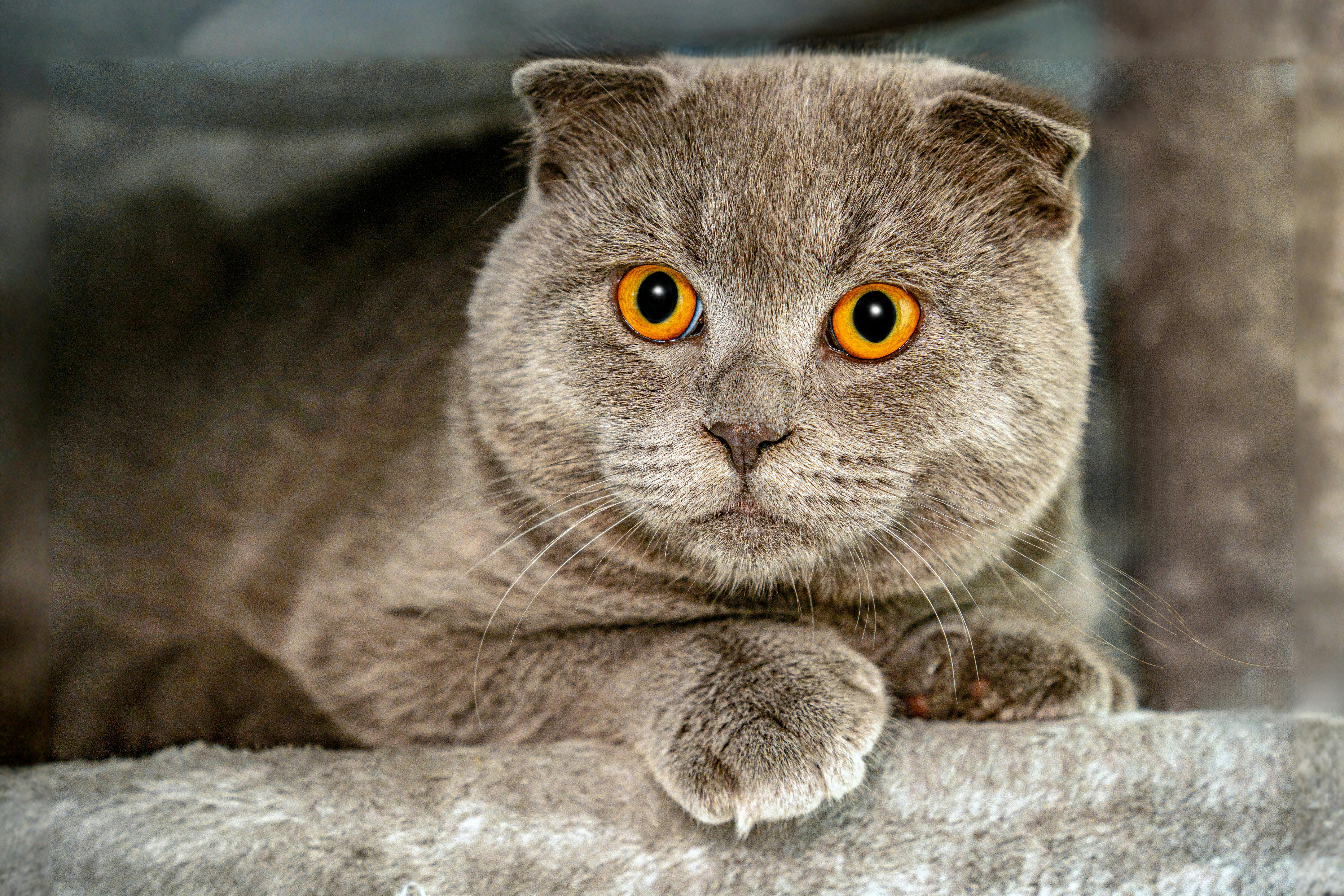 Scottish Fold Cat with Bright Orange Eyes