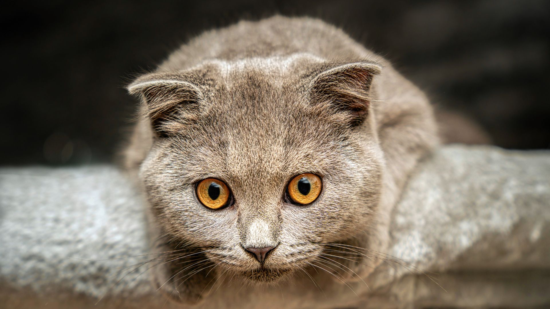 British Shorthair Cat with Yellow Eyes on Alert