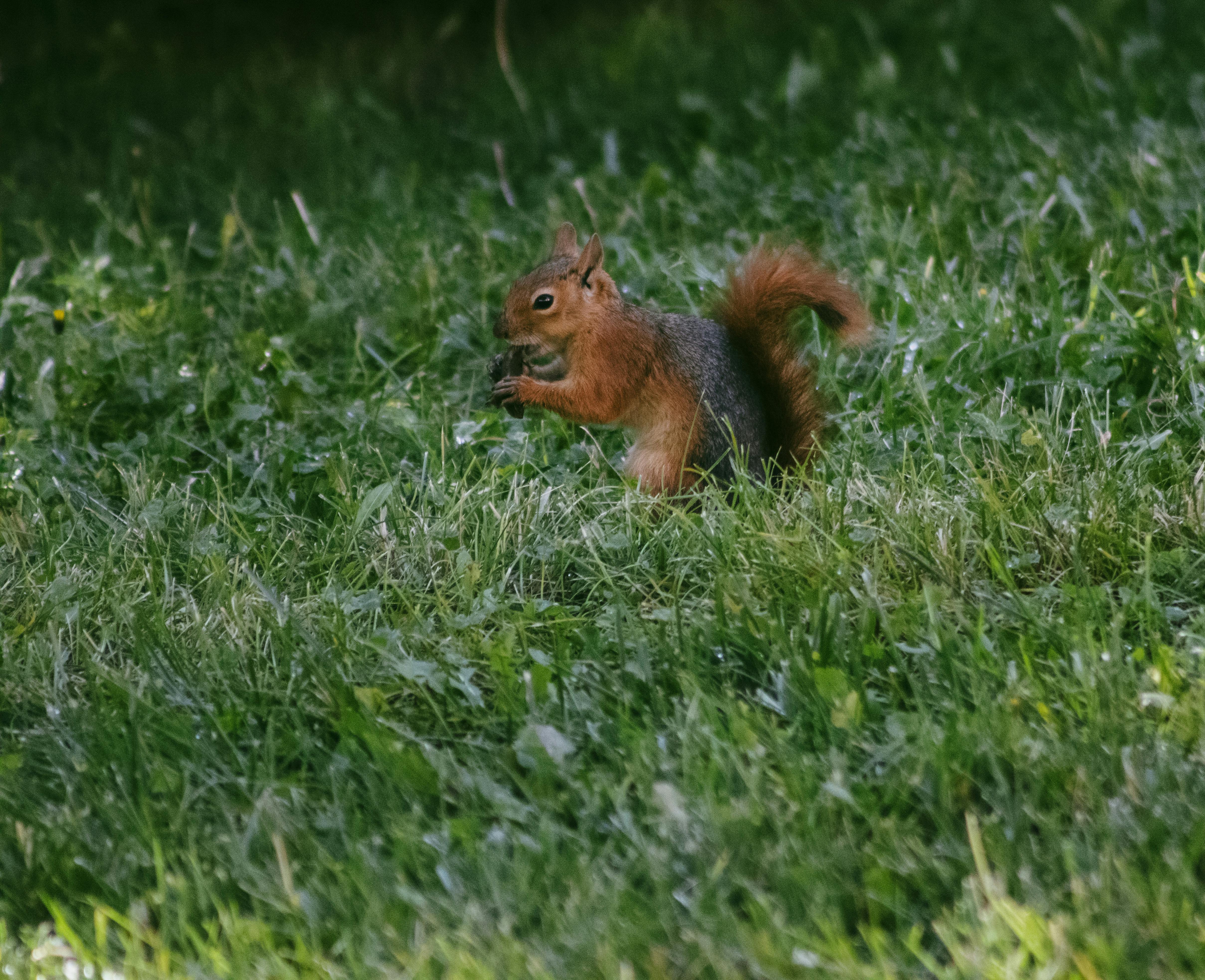 Squirrel Foraging in a Green Grass Field