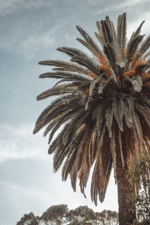 Free A towering palm tree against the blue sky in Kings Park, Perth, Western Australia. Stock Photo