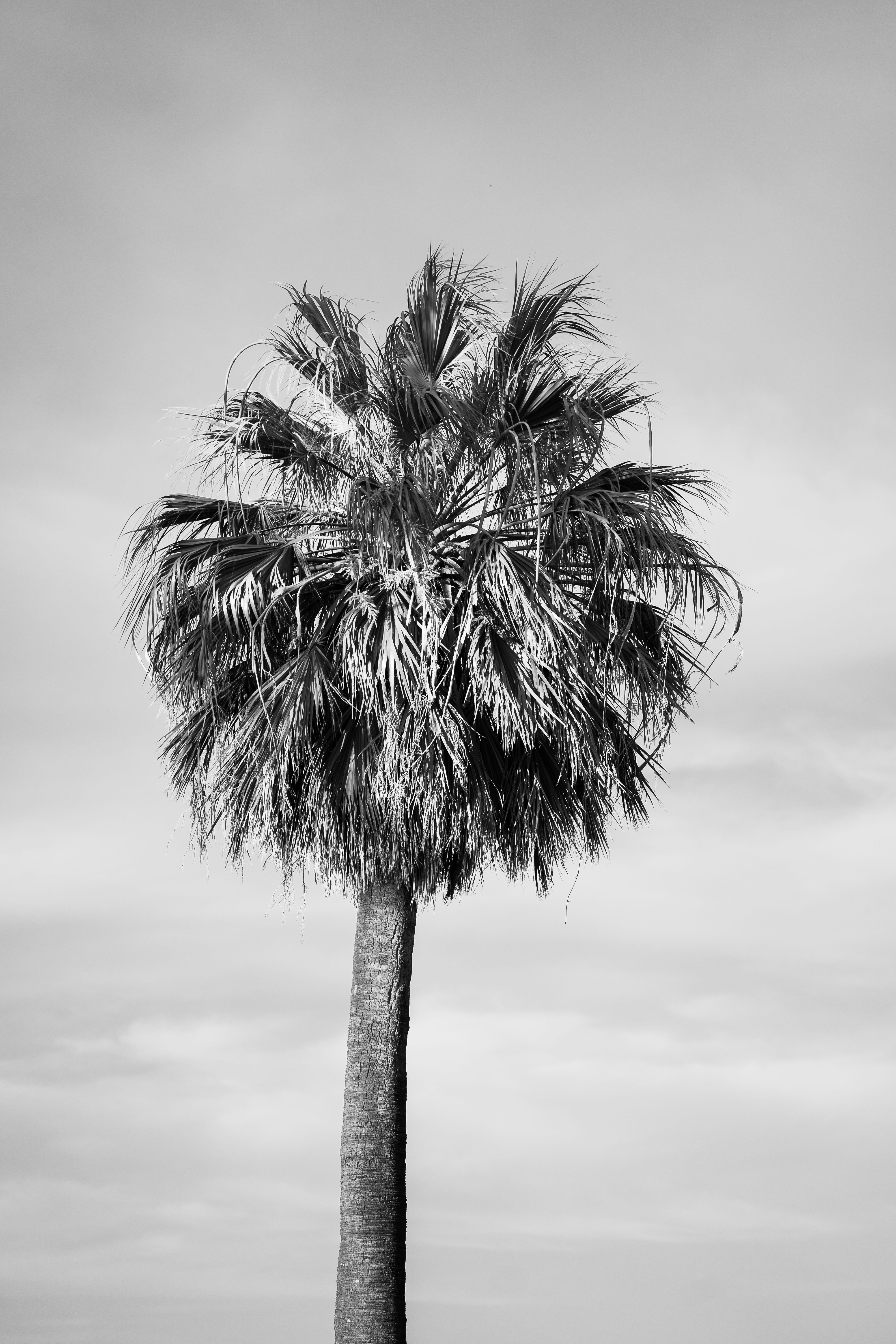 A striking black and white photograph of a lone palm tree against the sky in Perth.